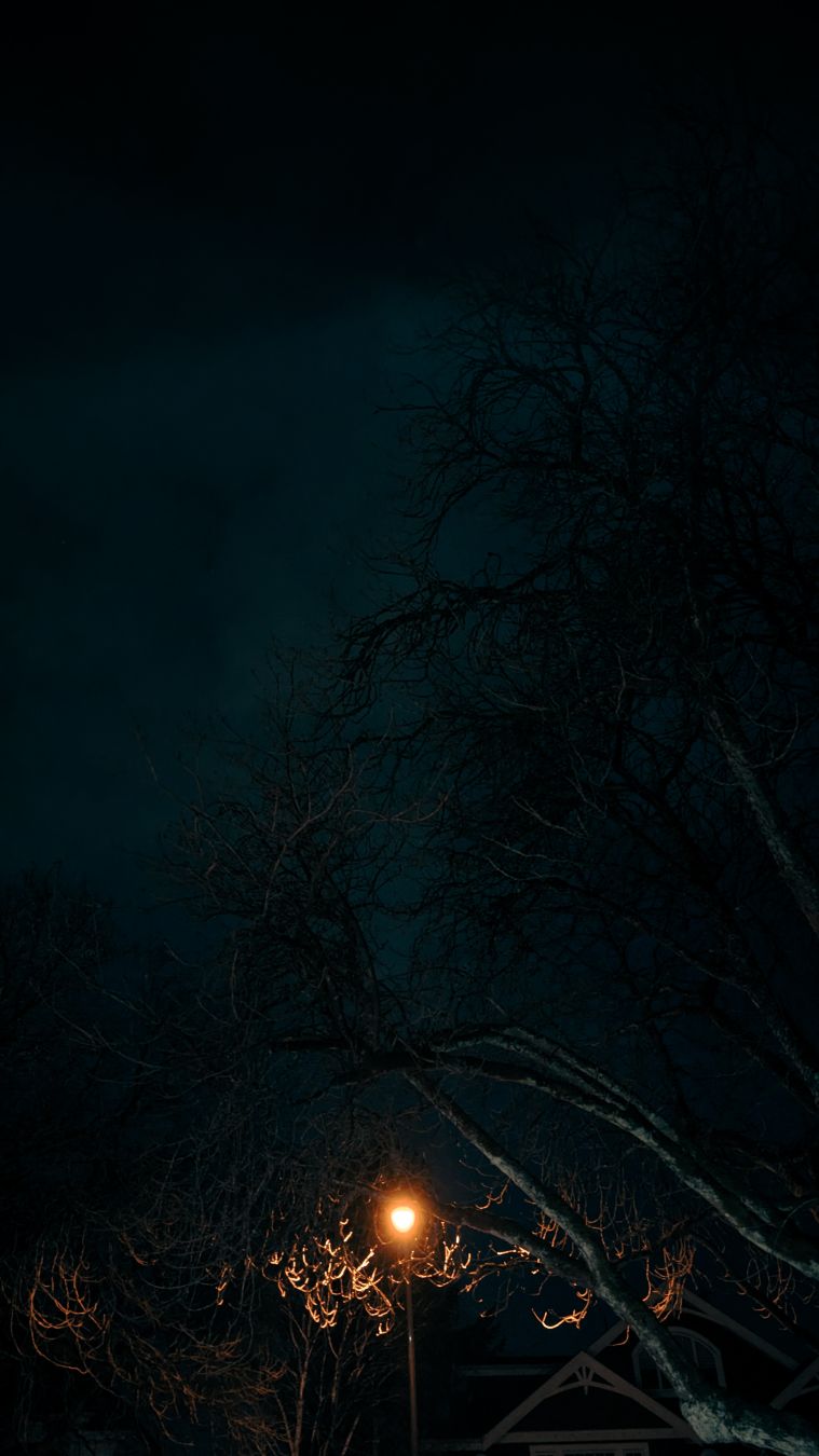 A dark blue and turquoise sky with the silhouette of ominous tree branches, and a single streetlamp centred in the photo that is giving off a warm orange glow