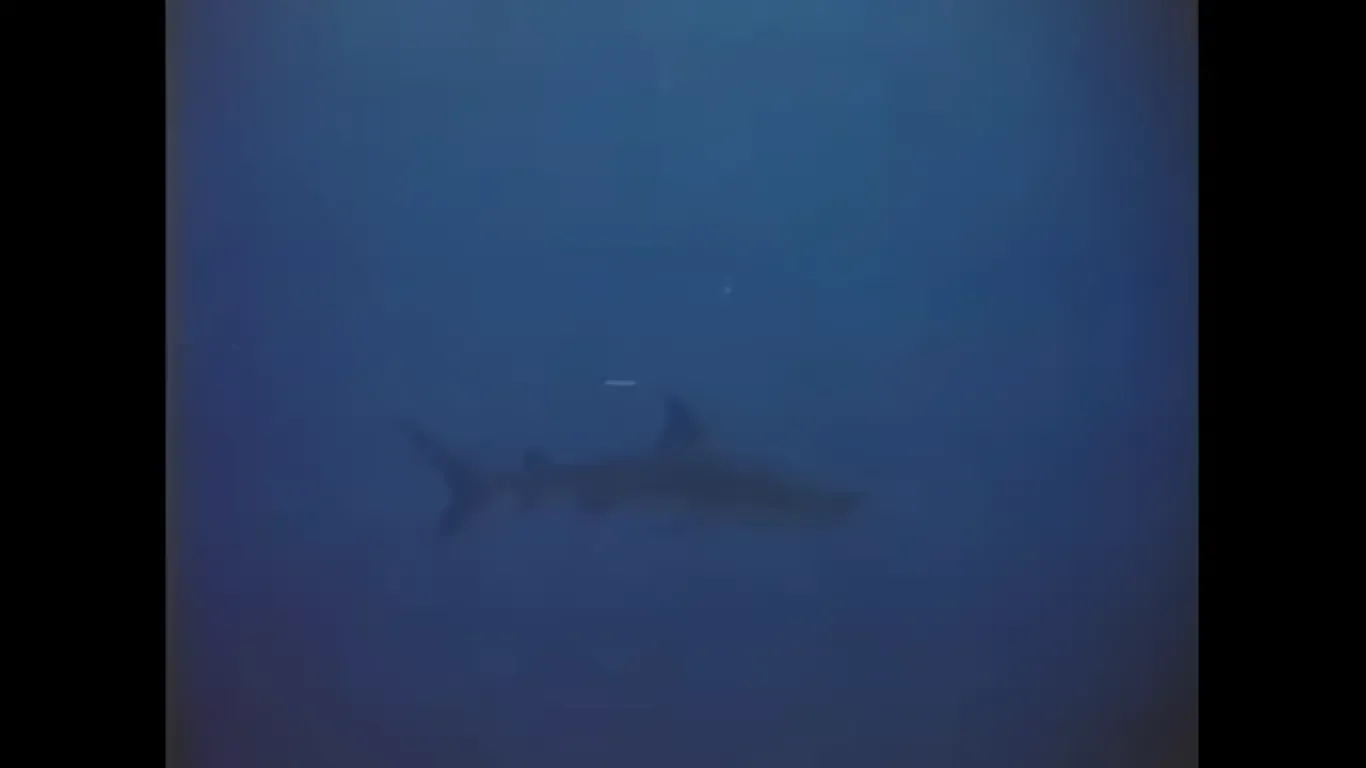 Shark (1969) - Shark clear as mud