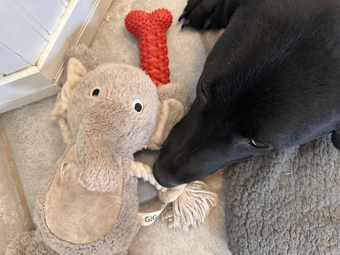 Head of a black dog laying on floor, to left is a plush elephant chew toy laying atop plastic bones.