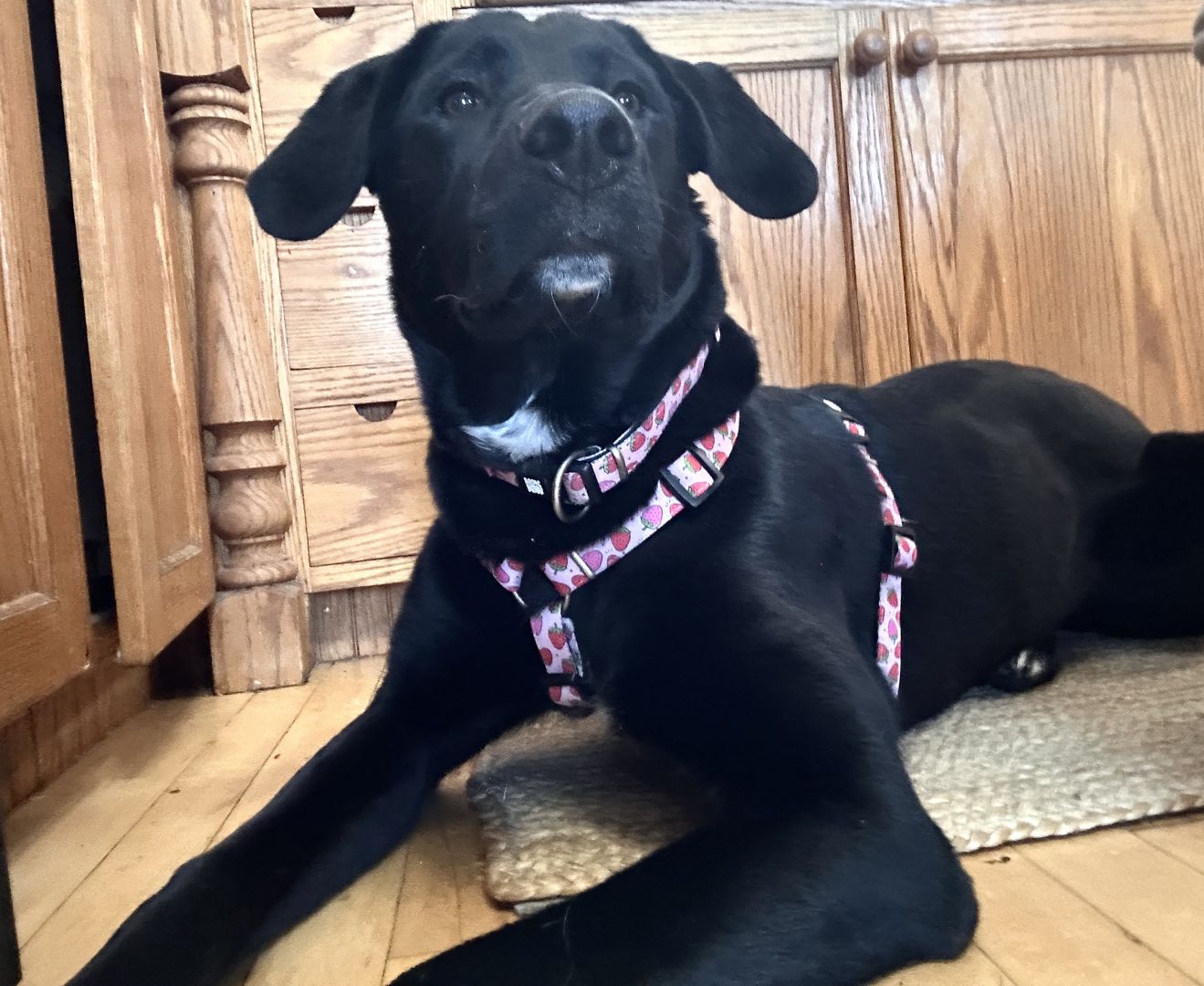 Brown lab/retriever mix laying on floor in front of wood cabinets. She holds her head high ready to play.