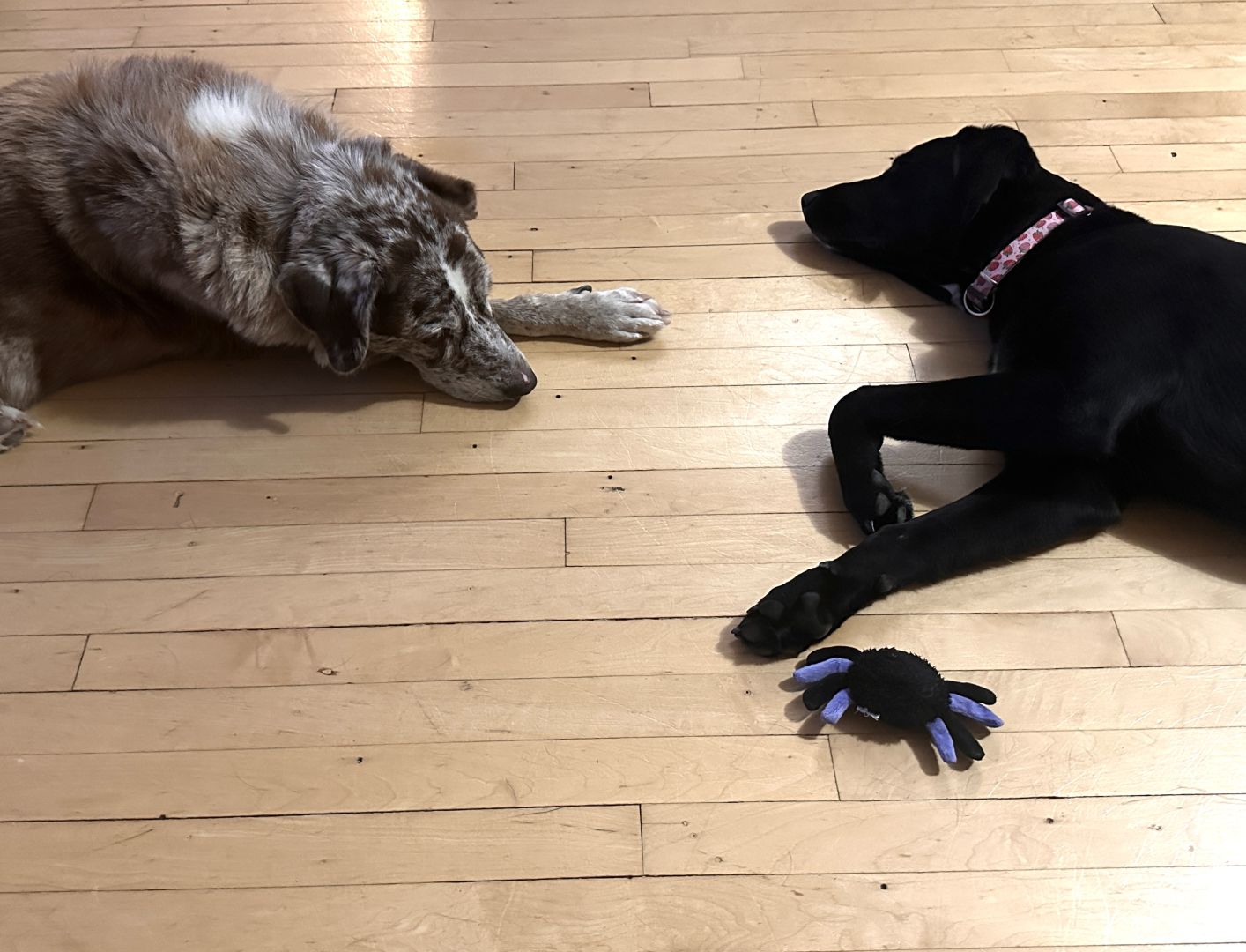 Two dogs calmly laying on wood floor staring at each other. On left is a brown and white Australian shepherd mix and the right a black retriever lab mix.